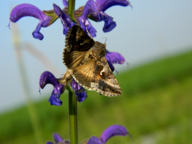 A proposito di Autographa gamma